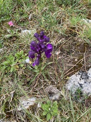 Anacamptis morio