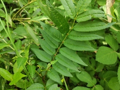 Zanthoxylum bungeanum
