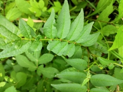 Zanthoxylum bungeanum