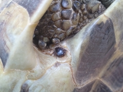 Hyalomma aegyptium