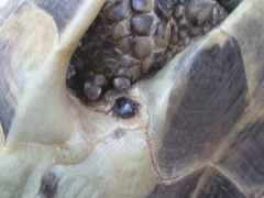 Hyalomma aegyptium