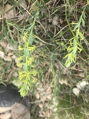 Thymelaea sanamunda