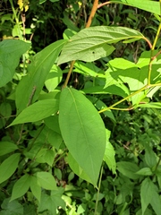 Lindera reflexa
