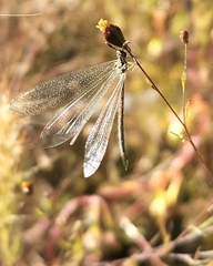 Argentoleon irrigatus