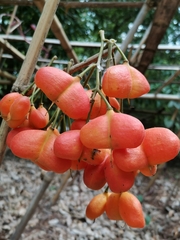 Harpullia cupanioides