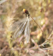 Argentoleon irrigatus