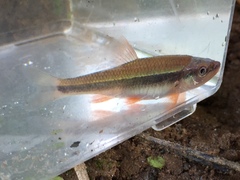 Notropis lutipinnis