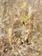 Argentoleon irrigatus