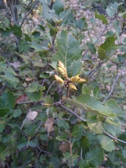 Quercus