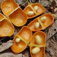 Harpullia cupanioides