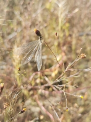 Argentoleon irrigatus