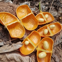 Harpullia cupanioides