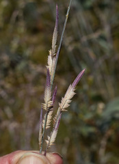 Eragrostis concinna