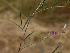 Tephrosia leptoclada
