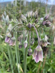 Allium siculum