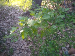 Crataegus monogyna