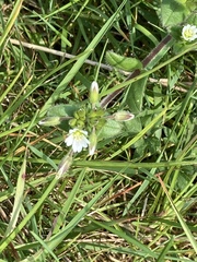 Cerastium fontanum