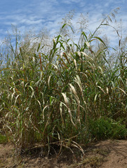 Sorghum arundinaceum