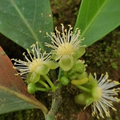 Suregada