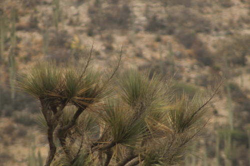 Beaucarnea gracilis
