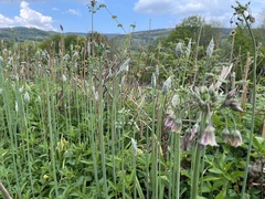Allium siculum