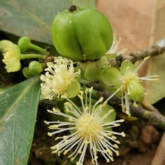 Suregada