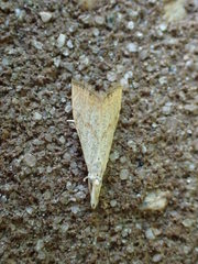 Haimbachia placidellus