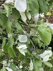 Aria edulis