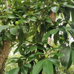 Suregada