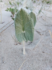 Petasites spurius