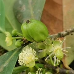 Suregada