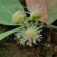 Suregada