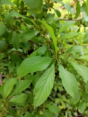 Rhamnus utilis