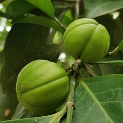 Suregada