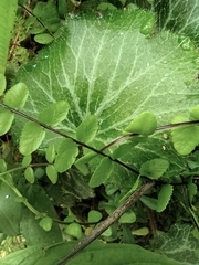 Asplenium trichomanes
