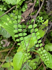 Asplenium trichomanes