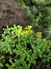 Sedum bulbiferum