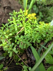 Sedum bulbiferum