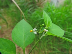 Solanum scabrum