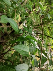Philadelphus incanus