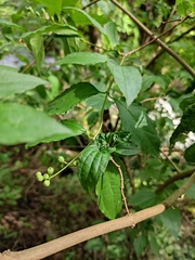 Philadelphus incanus