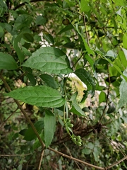 Philadelphus incanus
