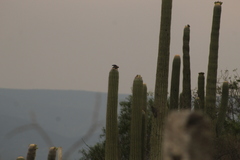 Melanerpes hypopolius