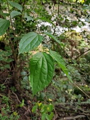 Philadelphus incanus