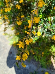 Berberis × stenophylla