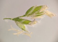 Poa pratensis pratensis