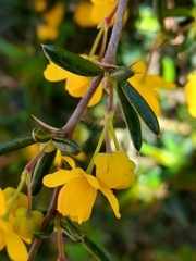 Berberis × stenophylla
