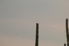 Melanerpes hypopolius