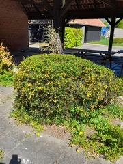 Berberis × stenophylla