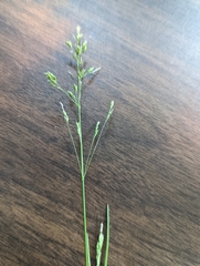 Poa pratensis pratensis